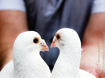 VAGART Studio Nunta Satu Mare