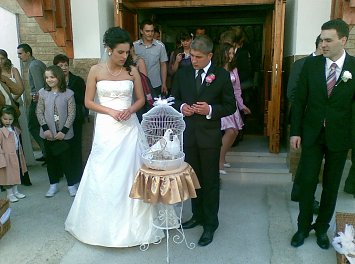 Porumbei de nunta Nunta Satu Mare